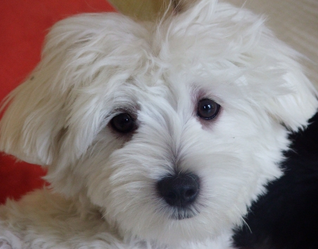 Record de vols de chiens en Belgique Capture d’écran 2012-12-27 à 23.29.22