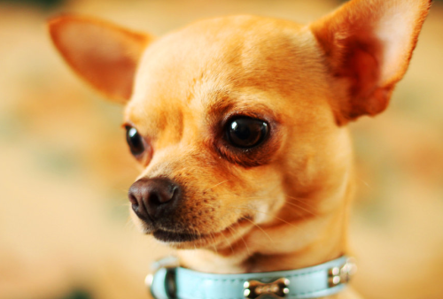 Record de vols de chiens en Belgique Capture d’écran 2012-12-27 à 23.21.14