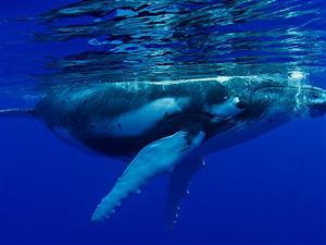 Les itinéraires des navires modifiés pour protéger les baleines en Californie