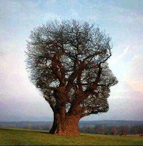 J’aime les arbres ! arbre