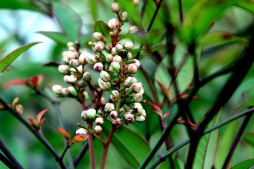 nandina dom paris 24 déc 2012 087 (9).jpg