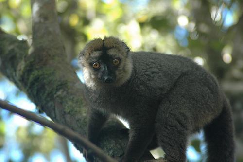 Lémurien de Ranomafana (Madagascar)