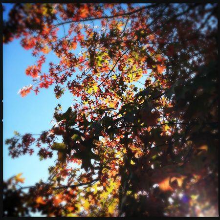 aunomi 366 - novembre 2012 06
