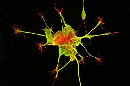 Le saviez-vous ► Combien de cellules ? Le saviez-vous ► Combien de cellules ?