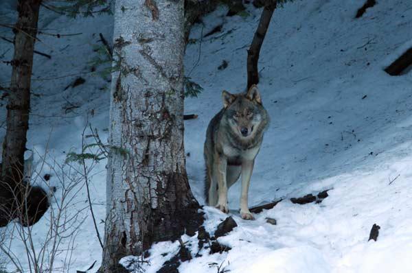 loup-dans-foret-parc-alpha Loup dans la forêt au parc Alpha