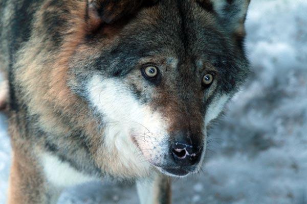 portrait-loup-parc-alpha Portrait de loup au parc Alpha