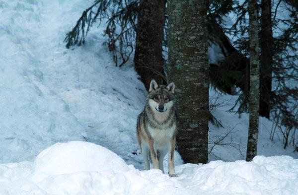 loup-approchant-parc-alpha Loup approchant au parc Alpha