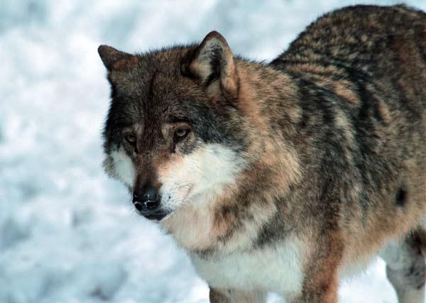 loup-meute-erps-parc-alpha Loup de la meute des Erps au parc Alpha