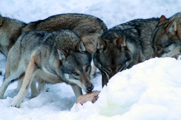loups-meute-erps-parc-alpha Loups de la meute des Erps au parc Alpha