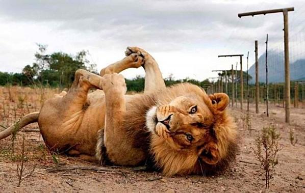 relax-massage-lion.jpg