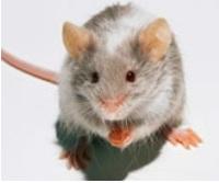 ALZHEIMER: Un composé prometteur inverse les symptômes sur la souris – FASEB Journal