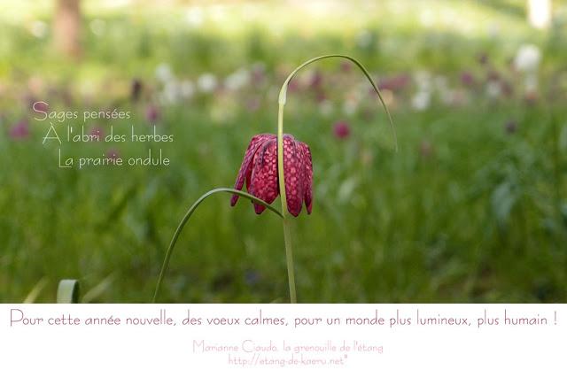 2013, cultivons sagesse et empathie dans nos cœurs ! 2013, cultivons sagesse et empathie dans nos cœurs !