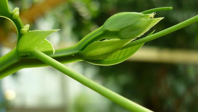 2013, cultivons sagesse et empathie dans nos cœurs ! 2013, cultivons sagesse et empathie dans nos cœurs !