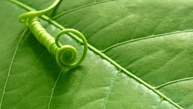 2013, cultivons sagesse et empathie dans nos cœurs ! 2013, cultivons sagesse et empathie dans nos cœurs !