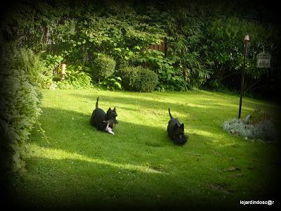 Juillet au jardin... Juillet au jardin...