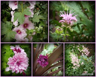 Juillet au jardin... Juillet au jardin...