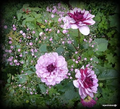 Juillet au jardin... Juillet au jardin...