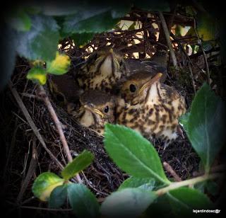 Juillet au jardin... Juillet au jardin...