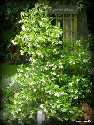 Juillet au jardin... Juillet au jardin...