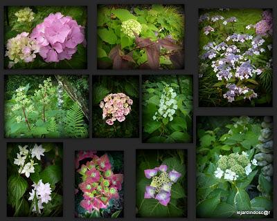 Juillet au jardin... Juillet au jardin...