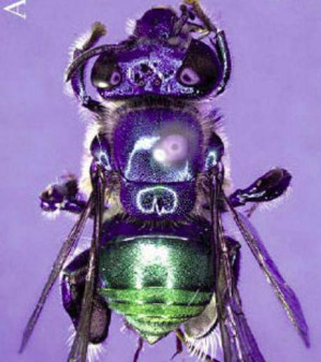 Une abeille baptisée en l’honneur de Sheldon ! Bazinga