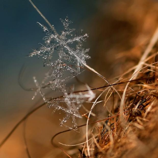 Des flocons de neige en macro ! AndrewOsokin3