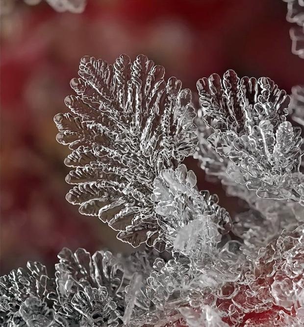 Des flocons de neige en macro ! AndrewOsokin10