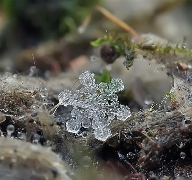 Des flocons de neige en macro ! AndrewOsokin5