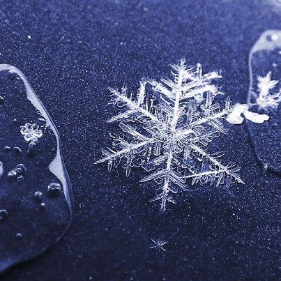 Des flocons de neige en macro ! 17997_439672366082266_1919569322_n