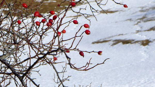 Parenthèse enneigée #2 P1000506