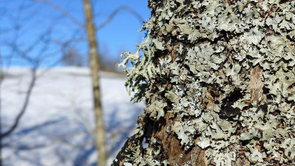 Parenthèse enneigée #2 P1000535