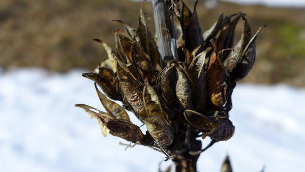 Parenthèse enneigée #2 P1000517