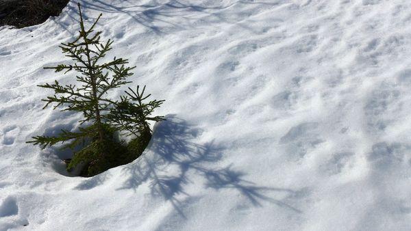 Parenthèse enneigée #2 P1000539