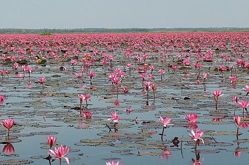 4 janvier 2012. Le lac aux lotus roses de Kumphawapi DSCF2940.JPG