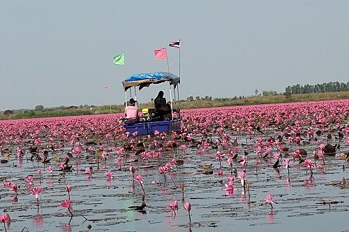 4 janvier 2012. Le lac aux lotus roses de Kumphawapi DSCF2937.JPG