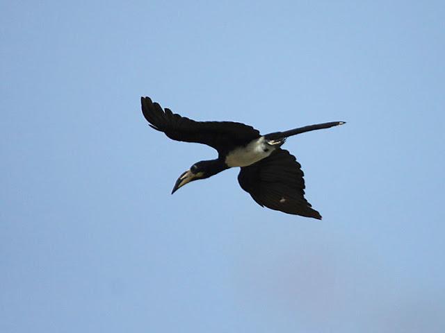 Ezile bay, quelques oiseaux, some birds Ezile bay, quelques oiseaux, some birds
