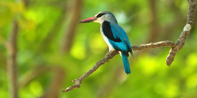 Ezile bay, quelques oiseaux, some birds Ezile bay, quelques oiseaux, some birds
