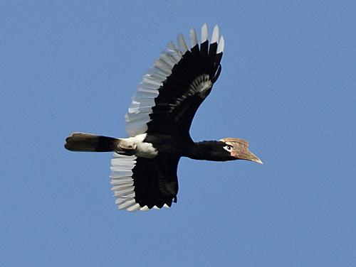 Ezile bay, quelques oiseaux, some birds Ezile bay, quelques oiseaux, some birds