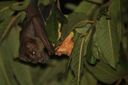 Chauve-souris les-animaux-8910.JPG