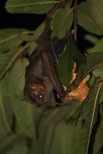 Chauve-souris les-animaux-8908.JPG
