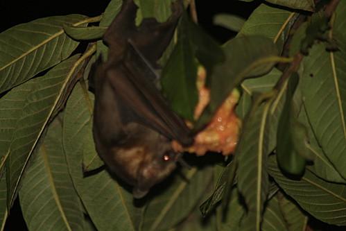 Chauve-souris les-animaux-8912.JPG