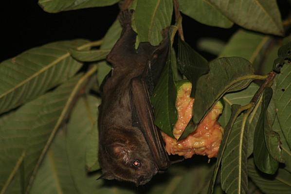 Chauve-souris les-animaux-8916.JPG