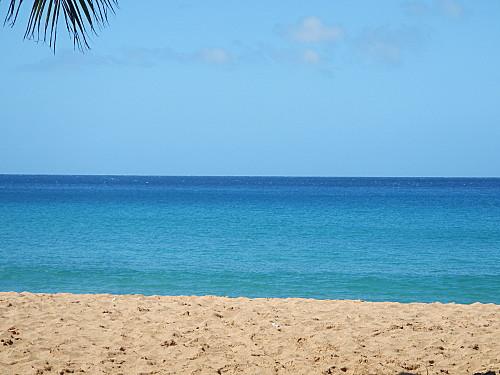 Chauve-souris DSCN5102.JPG