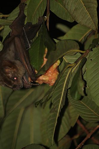 Chauve-souris les-animaux-8906.JPG