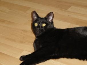 Flops 2012 / Top Cat Scaramouche