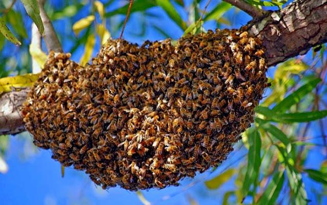 La démocratie des abeilles (2)