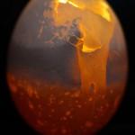 Qui de la poule ou de l’oeuf… Qui de la poule ou de l’oeuf…