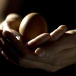 Qui de la poule ou de l’oeuf… Qui de la poule ou de l’oeuf…