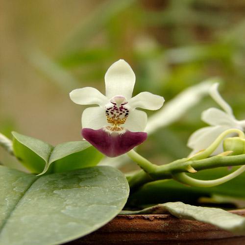 MNHN : Exposition Mille & Une Orchidées Grandes Serres Du Jardin Des Plantes, du 22 février au 18 mars 2012