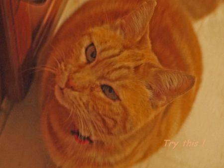 Brick au thon & Tom Petty chat